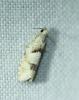 Epinotia bilunana